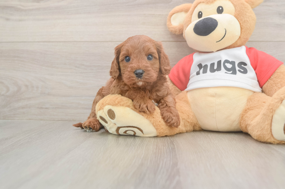 6 week old Cavapoo Puppy For Sale - Puppy Love PR