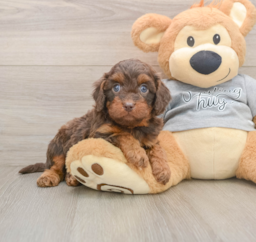 7 week old Cavapoo Puppy For Sale - Puppy Love PR