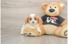 Cavapoo Pup Being Cute