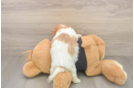 Cavapoo Puppy for Adoption