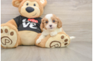 Adorable Cavalier King Charles Spaniel and Poodle Mix Poodle Mix Puppy