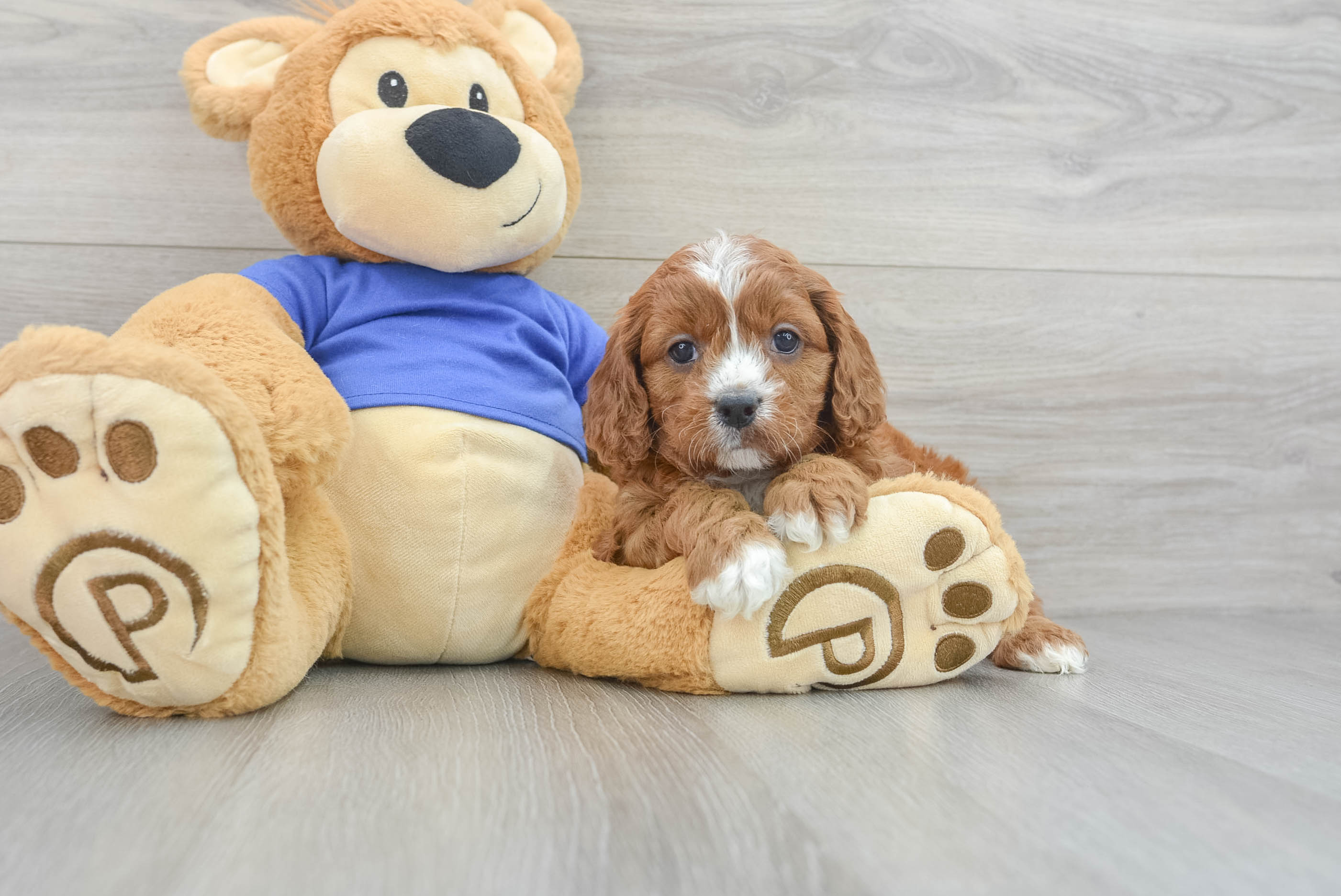 Cavapoo Pup Being Cute