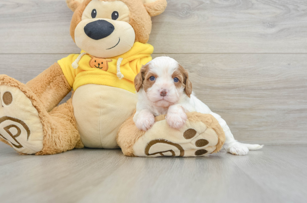 6 week old Cavapoo Puppy For Sale - Puppy Love PR