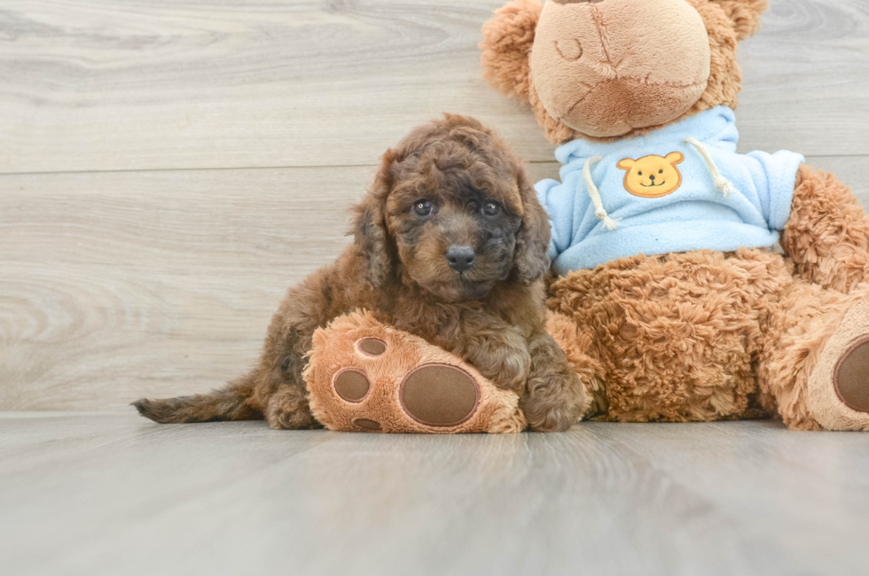 7 week old Cavapoo Puppy For Sale - Puppy Love PR