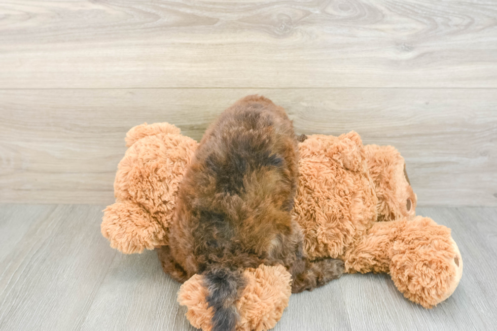 Adorable Cavalier King Charles Spaniel and Poodle Mix Poodle Mix Puppy