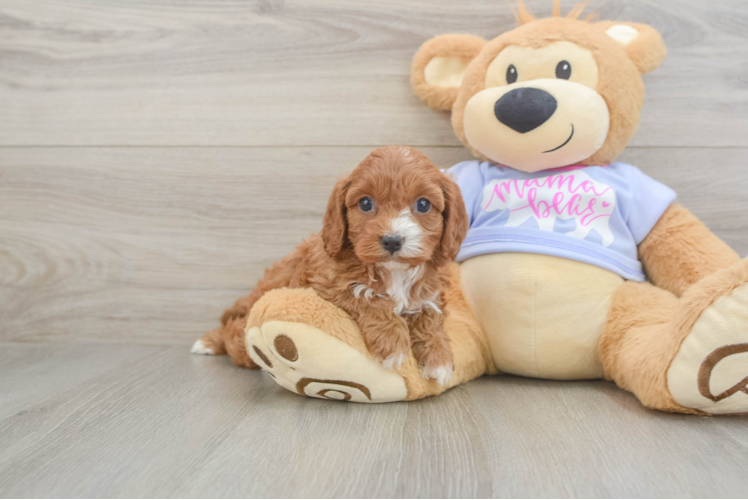 Sweet Cavapoo Baby