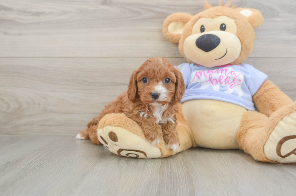 5 week old Cavapoo Puppy For Sale - Puppy Love PR