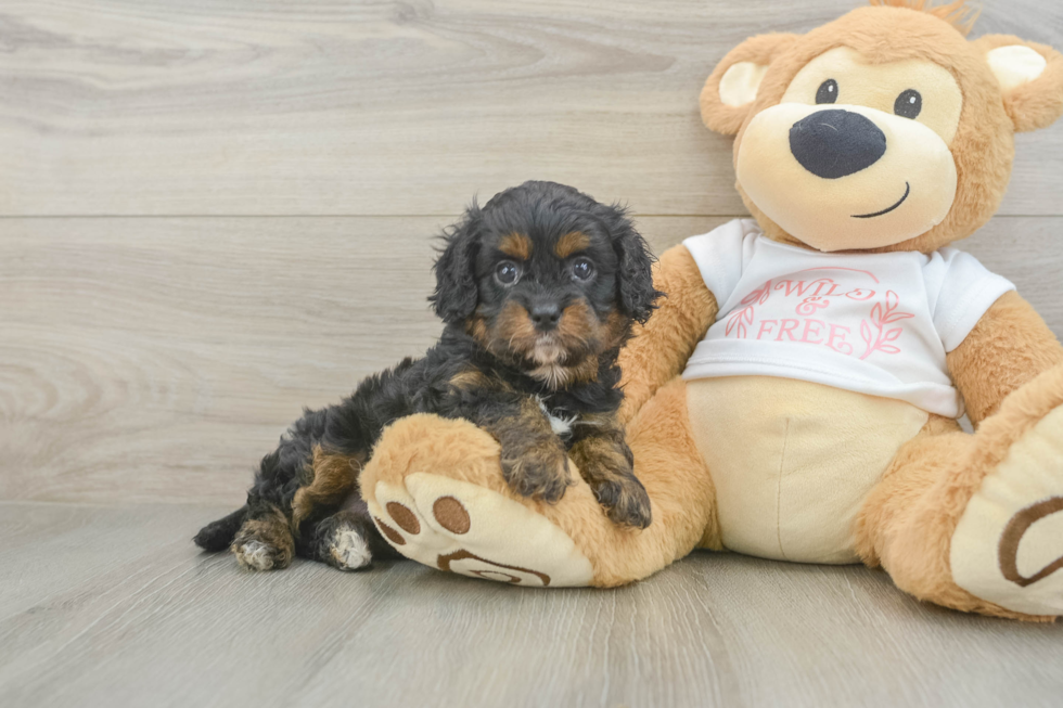 Small Cavapoo Baby