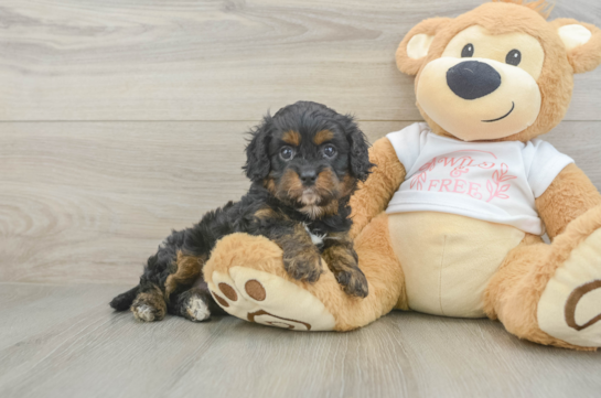 Small Cavapoo Baby