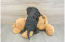 Cavapoo Pup Being Cute