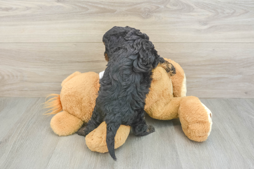 Cavapoo Pup Being Cute