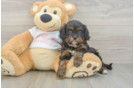 Cavapoo Puppy for Adoption