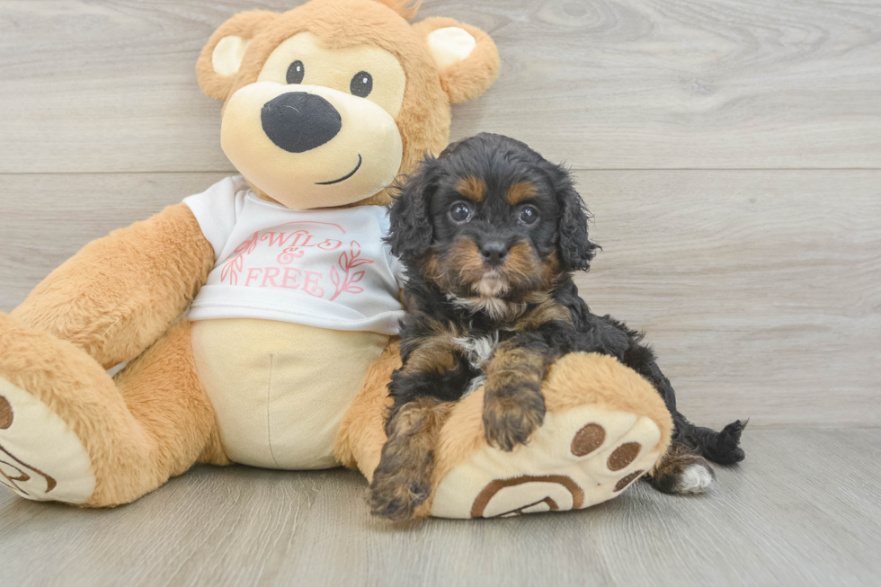 Cavapoo Puppy for Adoption