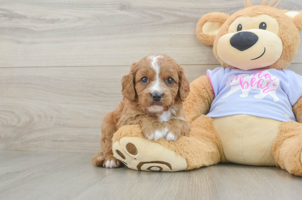 6 week old Cavapoo Puppy For Sale - Puppy Love PR