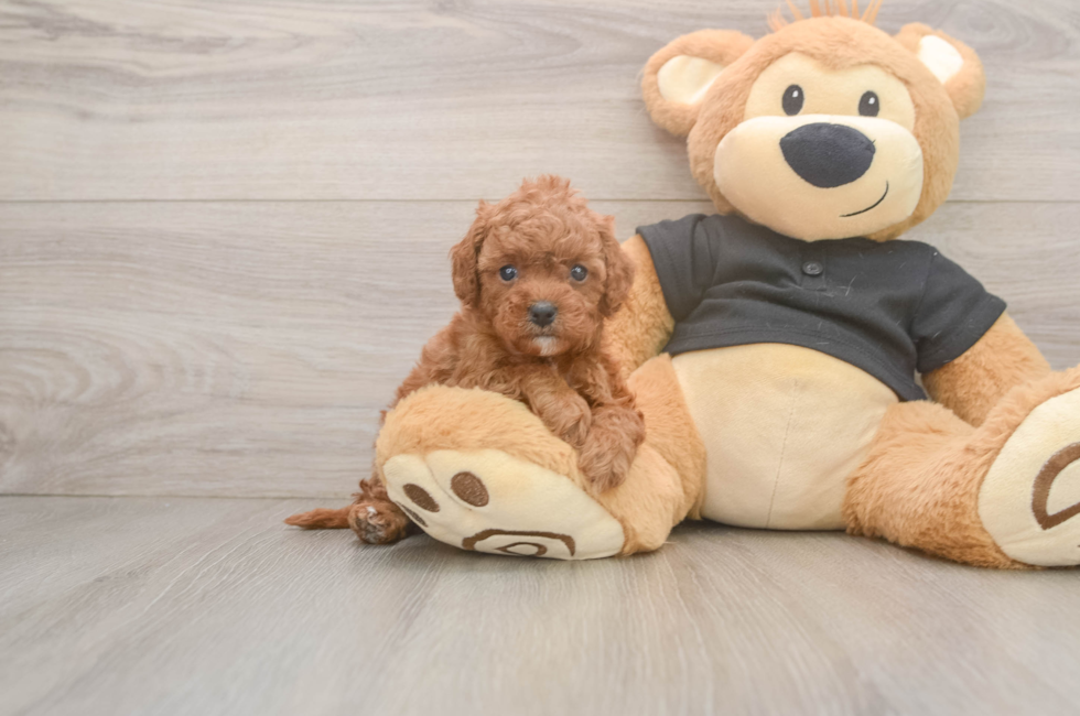 5 week old Cavapoo Puppy For Sale - Puppy Love PR