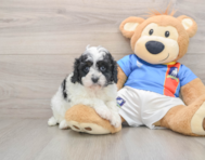 8 week old Cavapoo Puppy For Sale - Puppy Love PR
