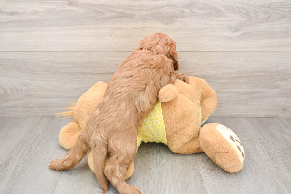 Adorable Cavalier King Charles Spaniel and Poodle Mix Poodle Mix Puppy
