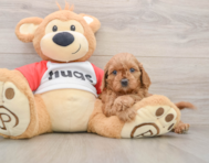 8 week old Cavapoo Puppy For Sale - Puppy Love PR