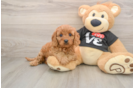 Small Cavapoo Baby