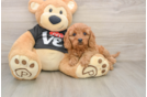Sweet Cavapoo Baby