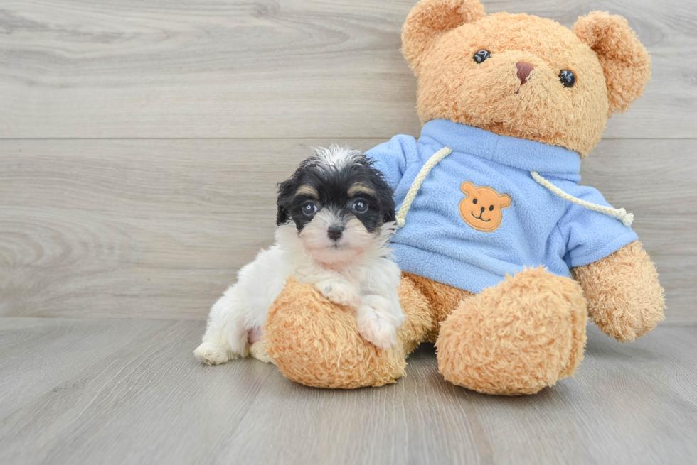 Adorable Cavalier King Charles Spaniel and Poodle Mix Poodle Mix Puppy
