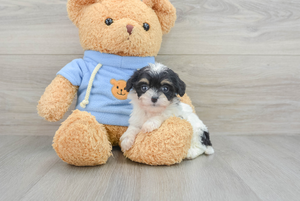 Cavapoo Puppy for Adoption