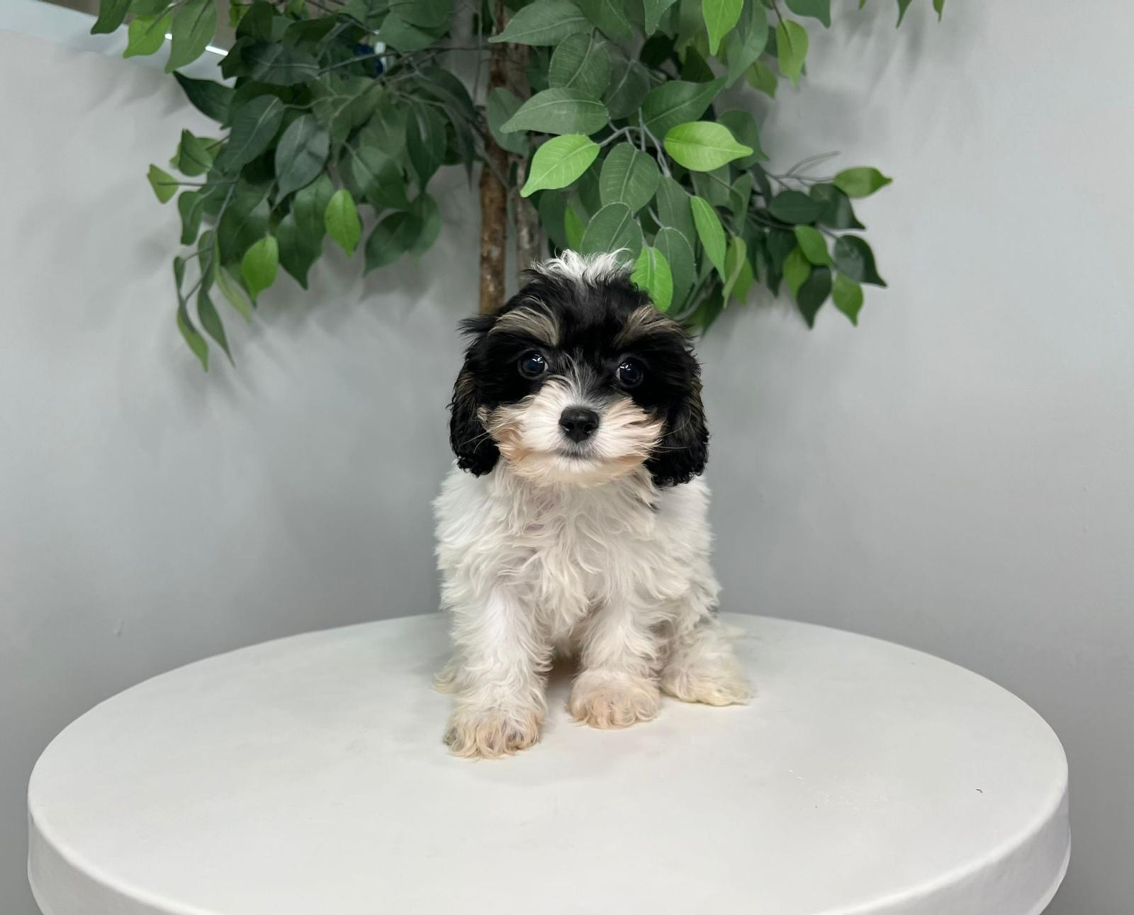 Cavapoo Pup Being Cute