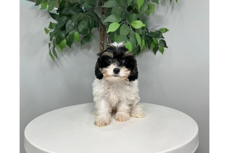 Cavapoo Pup Being Cute