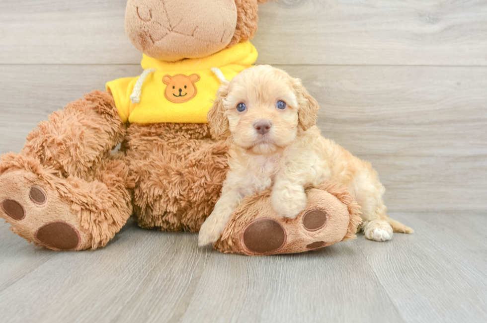 8 week old Cavapoo Puppy For Sale - Puppy Love PR