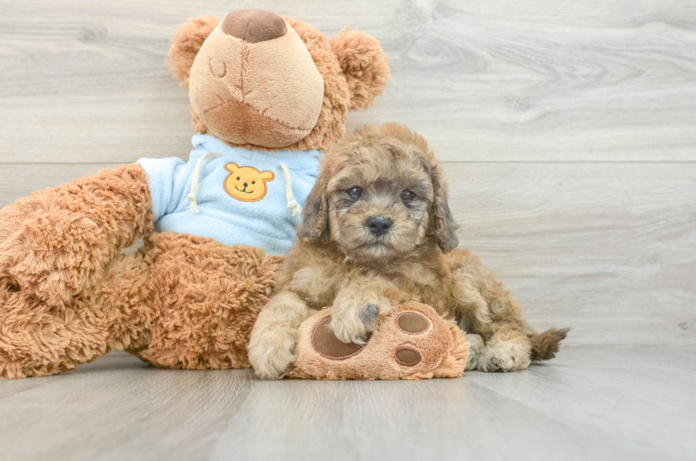 7 week old Cavapoo Puppy For Sale - Puppy Love PR