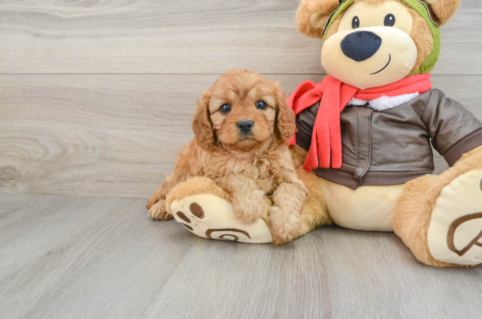 6 week old Cavapoo Puppy For Sale - Puppy Love PR