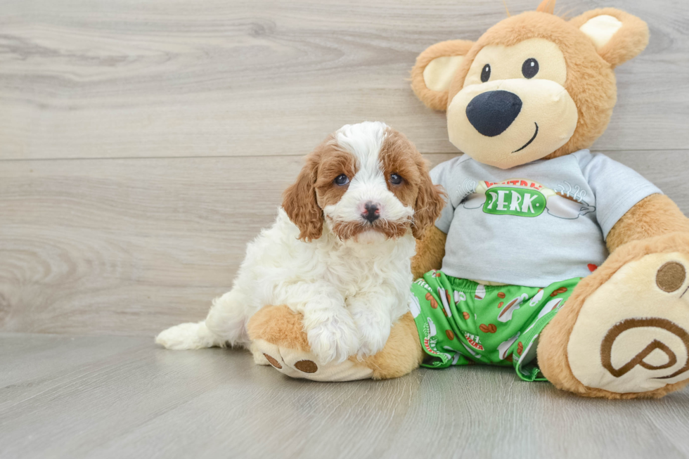 Cute Cavapoo Baby