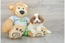 Best Cavapoo Baby