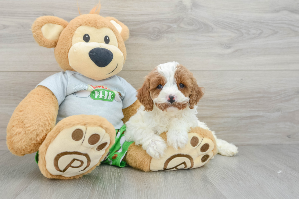 Best Cavapoo Baby