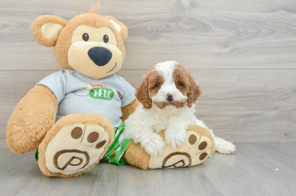 7 week old Cavapoo Puppy For Sale - Puppy Love PR