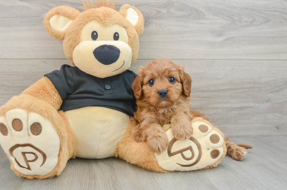 5 week old Cavapoo Puppy For Sale - Puppy Love PR