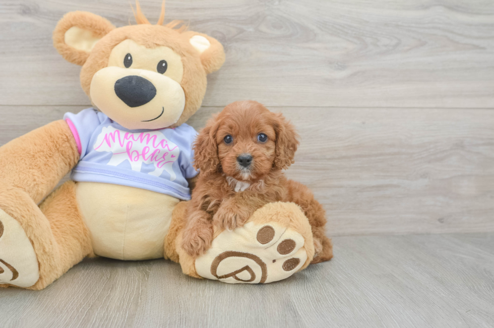5 week old Cavapoo Puppy For Sale - Puppy Love PR