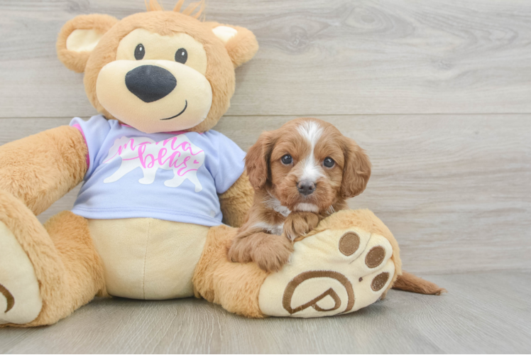 Fluffy Cavapoo Poodle Mix Pup
