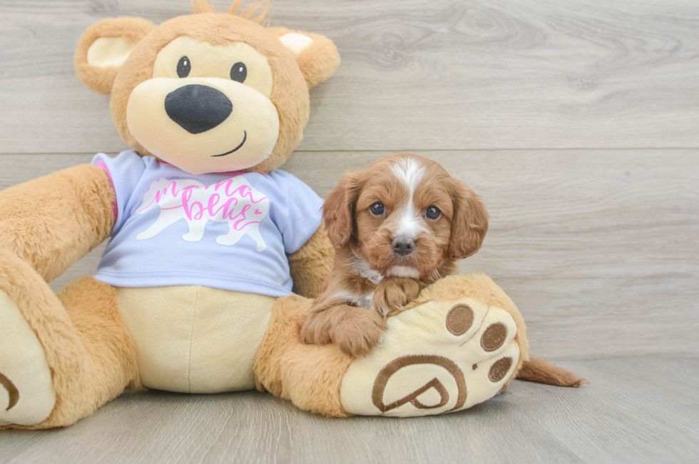 6 week old Cavapoo Puppy For Sale - Puppy Love PR