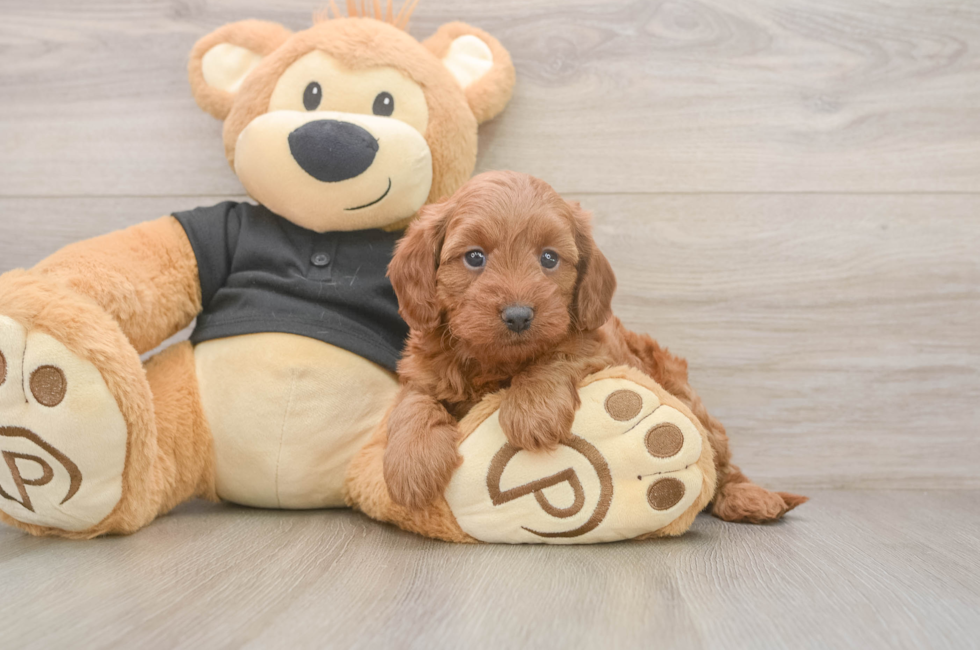 5 week old Cavapoo Puppy For Sale - Puppy Love PR