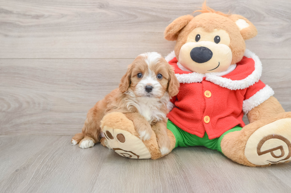 5 week old Cavapoo Puppy For Sale - Puppy Love PR