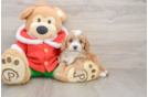 Friendly Cavapoo Baby