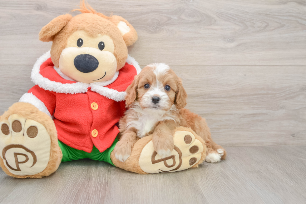Friendly Cavapoo Baby