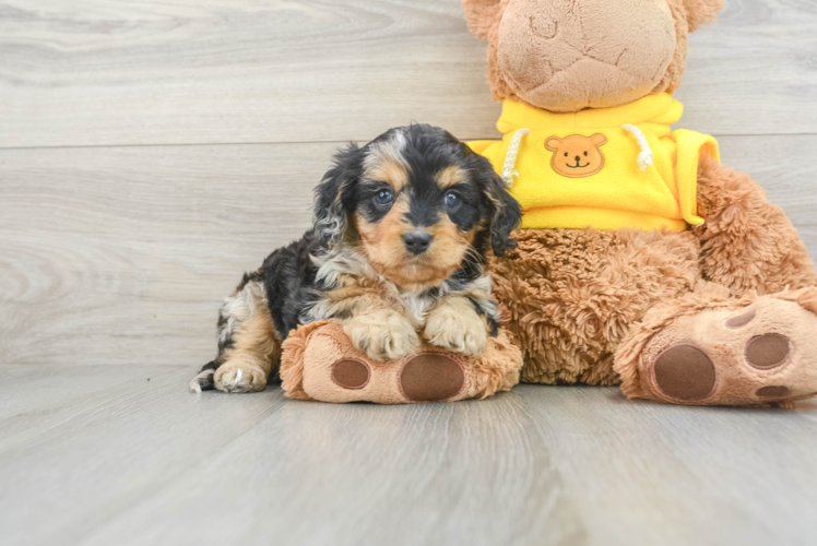 Meet Valora - our Cavapoo Puppy Photo 1/3 - Puppy Love PR Best Cavapoo Baby