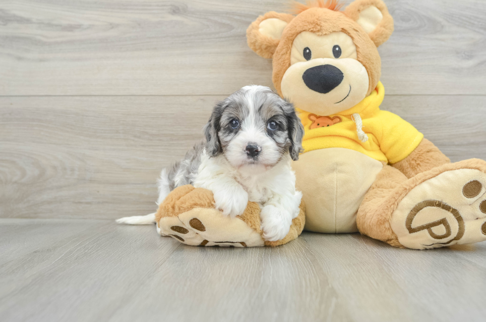 6 week old Cavapoo Puppy For Sale - Puppy Love PR