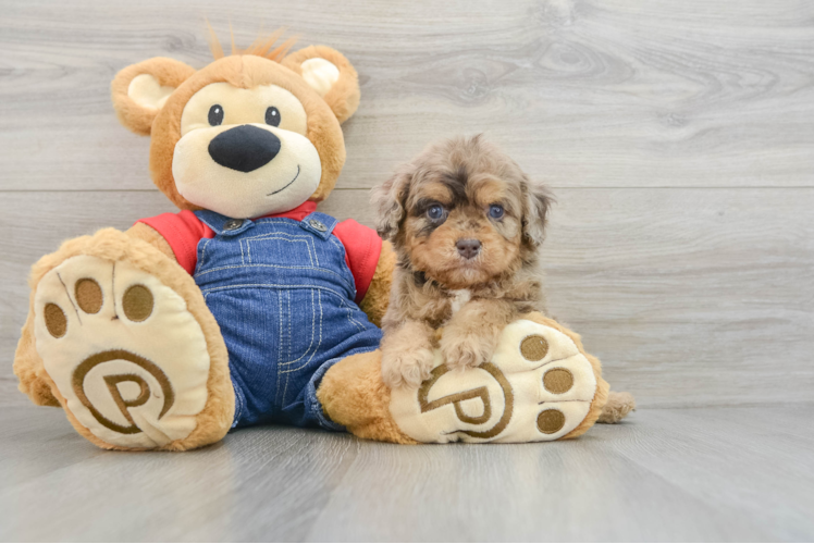 Best Cavapoo Baby