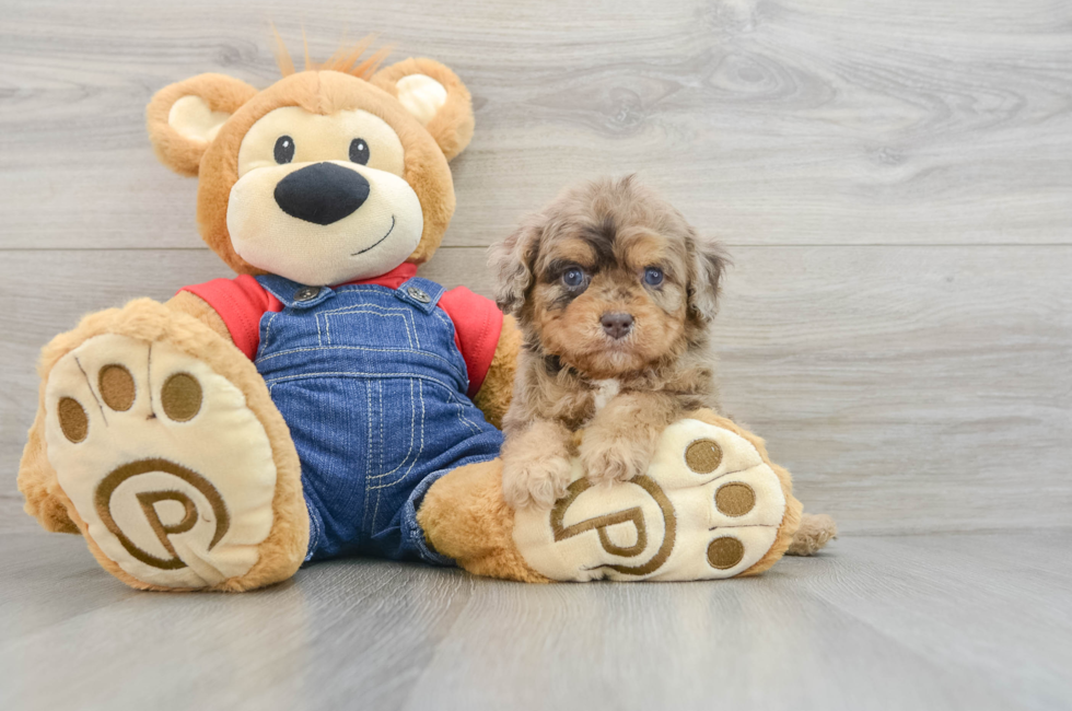 6 week old Cavapoo Puppy For Sale - Puppy Love PR