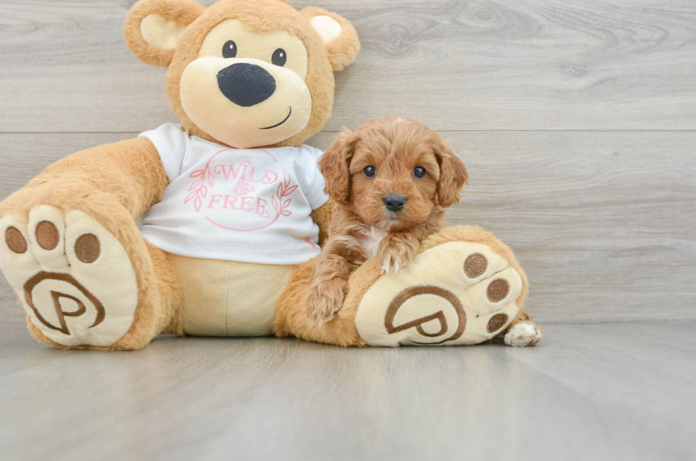 6 week old Cavapoo Puppy For Sale - Puppy Love PR