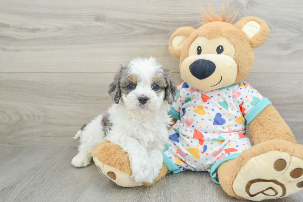 Best Cavapoo Baby