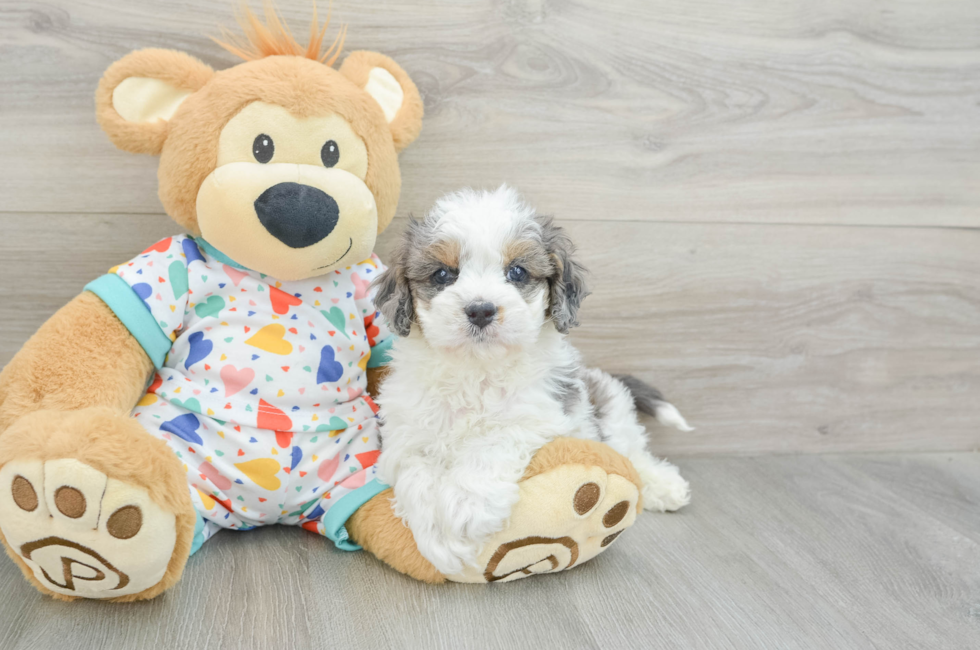 6 week old Cavapoo Puppy For Sale - Puppy Love PR